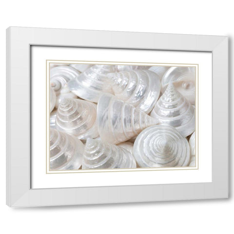 Pearl Troca sea shells close-up White Modern Wood Framed Art Print with Double Matting by Frank, Assaf