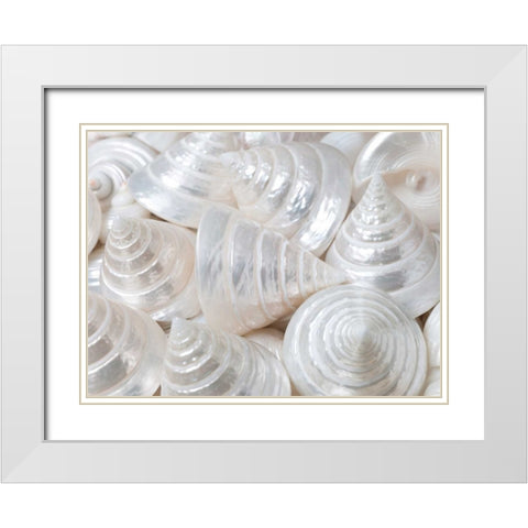 Pearl Troca sea shells close-up White Modern Wood Framed Art Print with Double Matting by Frank, Assaf