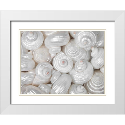 Mixed pearly sea shells close-up White Modern Wood Framed Art Print with Double Matting by Frank, Assaf