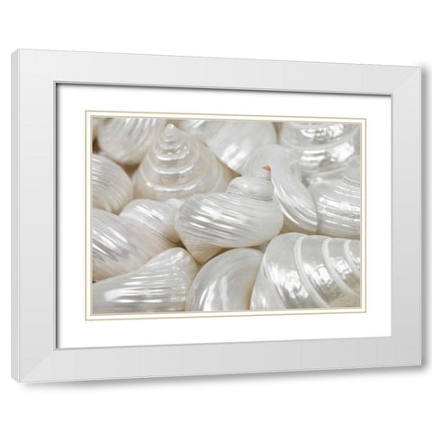 Mixed pearly sea shells close-up White Modern Wood Framed Art Print with Double Matting by Frank, Assaf