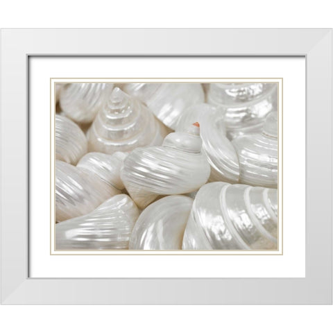Mixed pearly sea shells close-up White Modern Wood Framed Art Print with Double Matting by Frank, Assaf