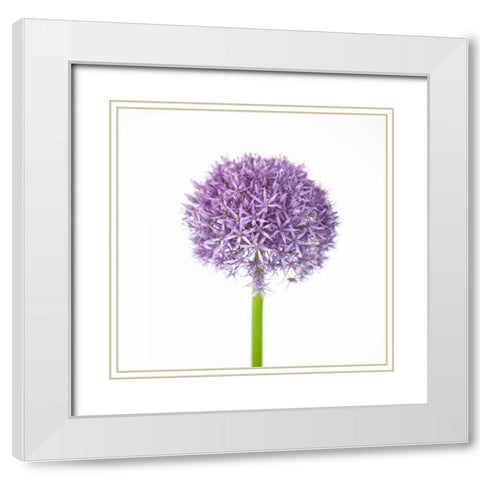 Allium flower close-up White Modern Wood Framed Art Print with Double Matting by Frank, Assaf