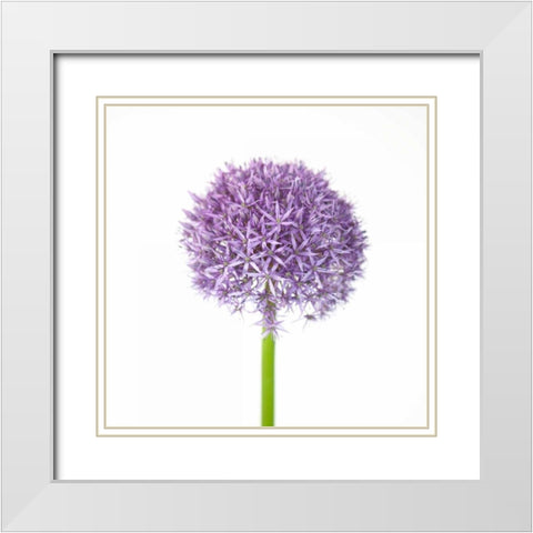 Allium flower close-up White Modern Wood Framed Art Print with Double Matting by Frank, Assaf