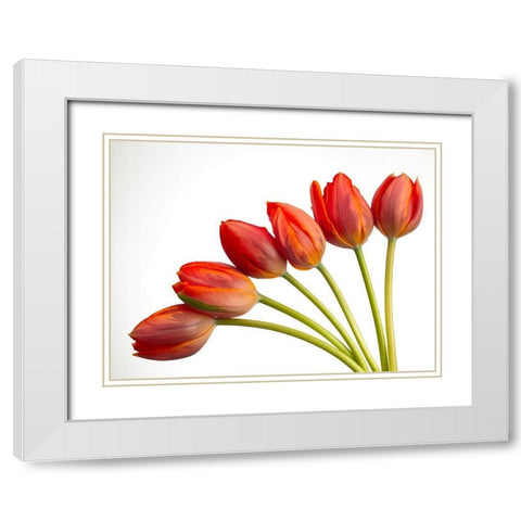Tulip flowers White Modern Wood Framed Art Print with Double Matting by Frank, Assaf