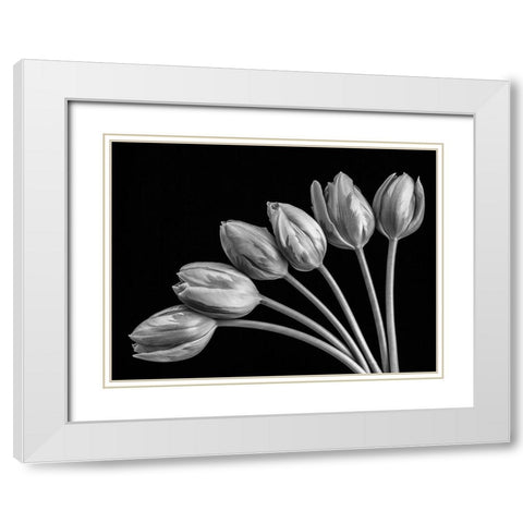 Tulip flowers in fan shape arrangment, FTBR-1816 White Modern Wood Framed Art Print with Double Matting by Frank, Assaf