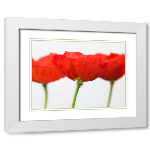 Three red poppies, close-up White Modern Wood Framed Art Print with Double Matting by Frank, Assaf
