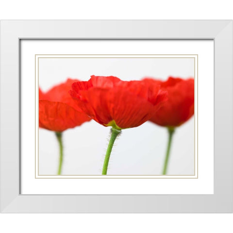 Three red poppies, close-up White Modern Wood Framed Art Print with Double Matting by Frank, Assaf