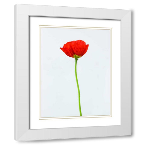 Single poppy flower White Modern Wood Framed Art Print with Double Matting by Frank, Assaf