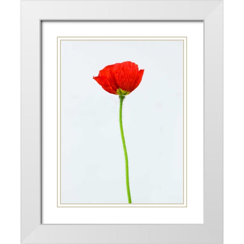 Single poppy flower White Modern Wood Framed Art Print with Double Matting by Frank, Assaf