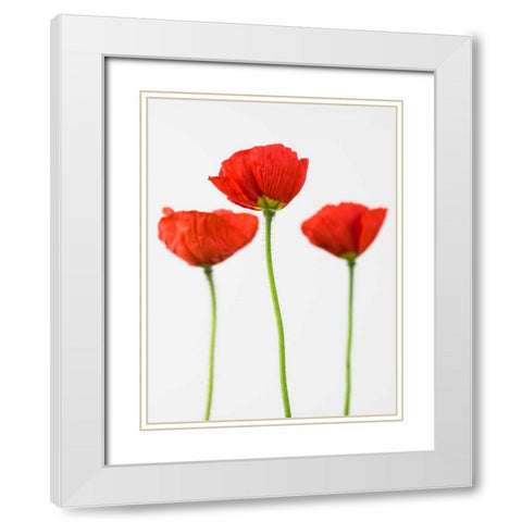 Three poppy flowers White Modern Wood Framed Art Print with Double Matting by Frank, Assaf