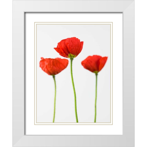 Three poppy flowers White Modern Wood Framed Art Print with Double Matting by Frank, Assaf