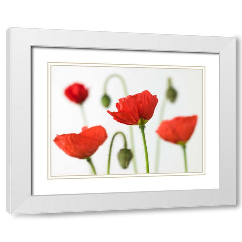 Poppy flowers and buds, close-up White Modern Wood Framed Art Print with Double Matting by Frank, Assaf