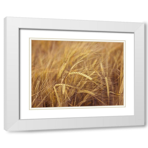 Wheat Field White Modern Wood Framed Art Print with Double Matting by Frank, Assaf