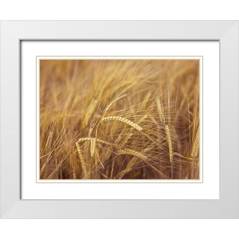 Wheat Field White Modern Wood Framed Art Print with Double Matting by Frank, Assaf