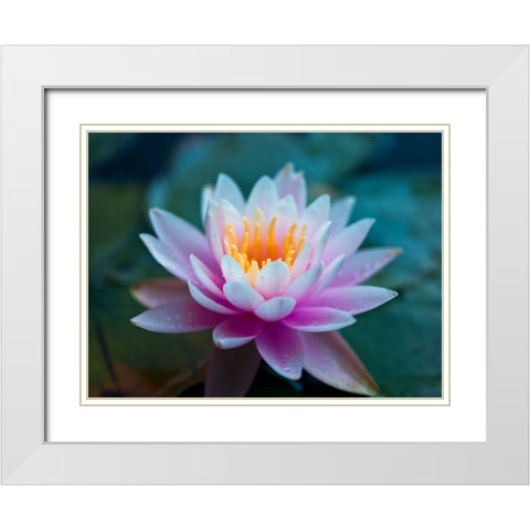 Water Lily close-up White Modern Wood Framed Art Print with Double Matting by Frank, Assaf