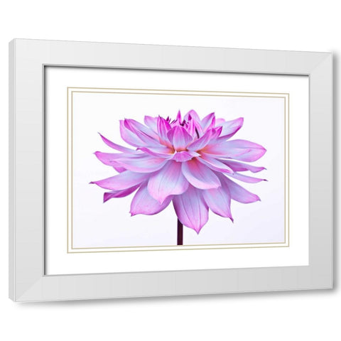 Dahlia Flower White Modern Wood Framed Art Print with Double Matting by Frank, Assaf