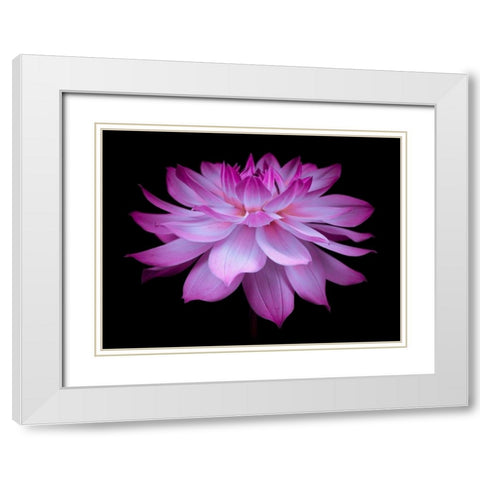 Dahlia Flower White Modern Wood Framed Art Print with Double Matting by Frank, Assaf
