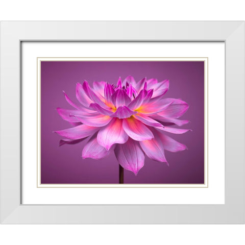 Dahlia Flower White Modern Wood Framed Art Print with Double Matting by Frank, Assaf
