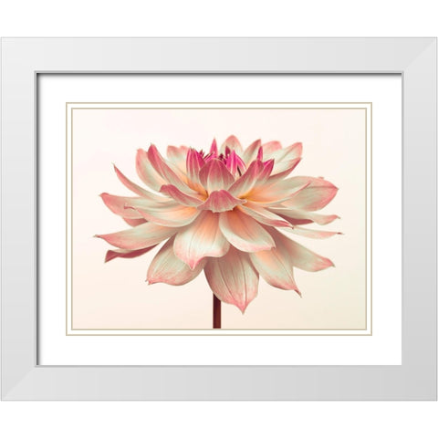 Dahlia Flower White Modern Wood Framed Art Print with Double Matting by Frank, Assaf