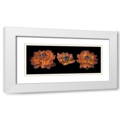 Three Dahlia flowers White Modern Wood Framed Art Print with Double Matting by Frank, Assaf