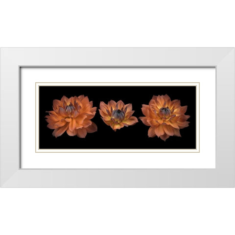 Three Dahlia flowers White Modern Wood Framed Art Print with Double Matting by Frank, Assaf