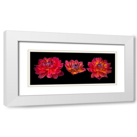 Three Dahlia flowers White Modern Wood Framed Art Print with Double Matting by Frank, Assaf