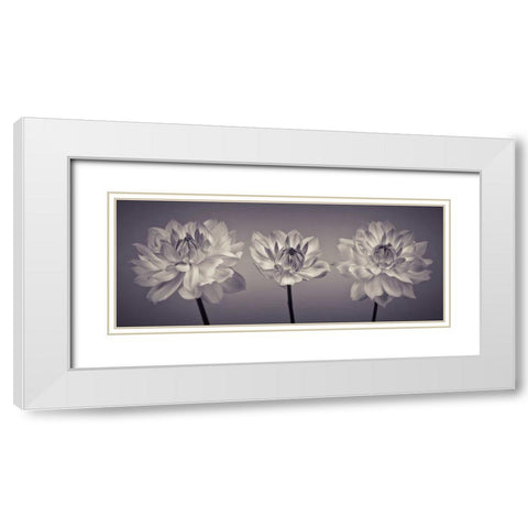 Three Dahlia flowers White Modern Wood Framed Art Print with Double Matting by Frank, Assaf