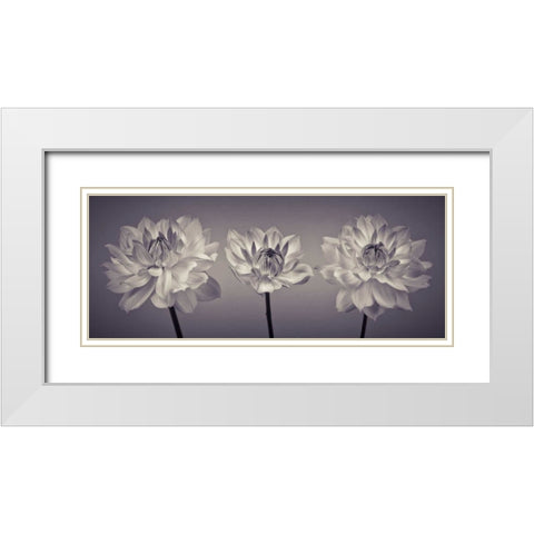 Three Dahlia flowers White Modern Wood Framed Art Print with Double Matting by Frank, Assaf