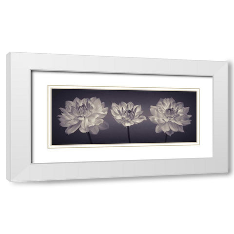 Three Dahlia flowers White Modern Wood Framed Art Print with Double Matting by Frank, Assaf