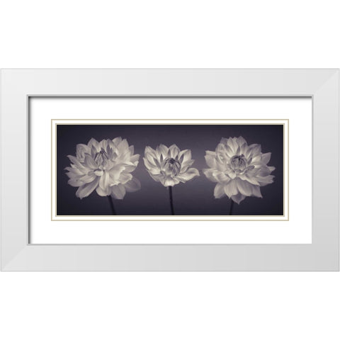 Three Dahlia flowers White Modern Wood Framed Art Print with Double Matting by Frank, Assaf