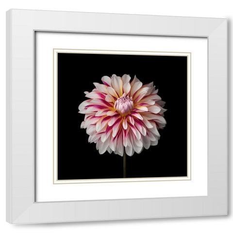 Dahlia Flower White Modern Wood Framed Art Print with Double Matting by Frank, Assaf