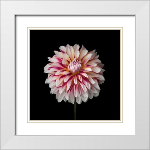 Dahlia Flower White Modern Wood Framed Art Print with Double Matting by Frank, Assaf
