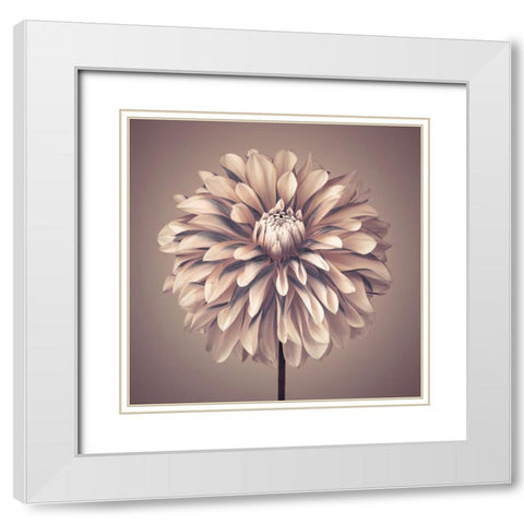 Dahlia Flower White Modern Wood Framed Art Print with Double Matting by Frank, Assaf