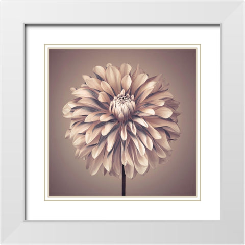 Dahlia Flower White Modern Wood Framed Art Print with Double Matting by Frank, Assaf