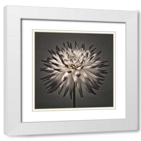 Dahlia Flower White Modern Wood Framed Art Print with Double Matting by Frank, Assaf