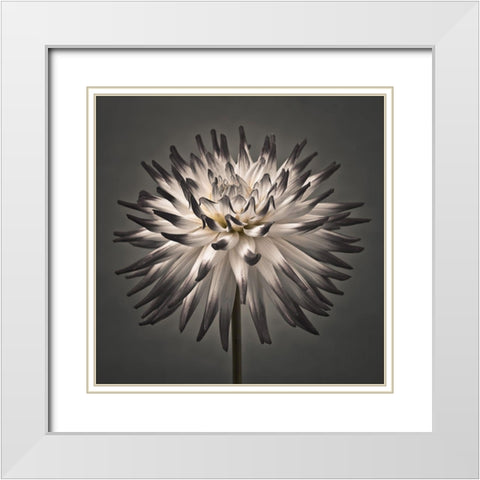 Dahlia Flower White Modern Wood Framed Art Print with Double Matting by Frank, Assaf