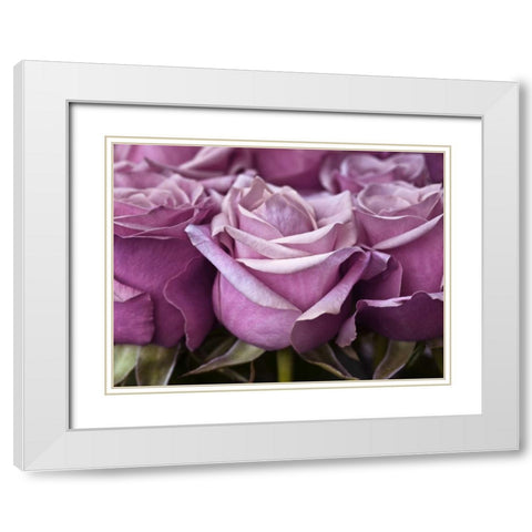 Bunch of roses, close-up White Modern Wood Framed Art Print with Double Matting by Frank, Assaf