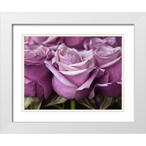 Bunch of roses, close-up White Modern Wood Framed Art Print with Double Matting by Frank, Assaf