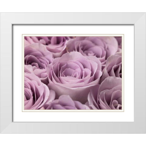 Roses full frame White Modern Wood Framed Art Print with Double Matting by Frank, Assaf