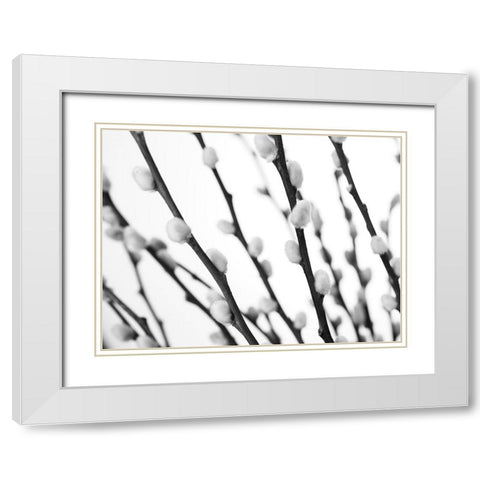 Pussy willow White Modern Wood Framed Art Print with Double Matting by Frank, Assaf