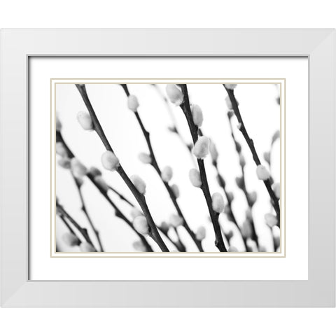 Pussy willow White Modern Wood Framed Art Print with Double Matting by Frank, Assaf