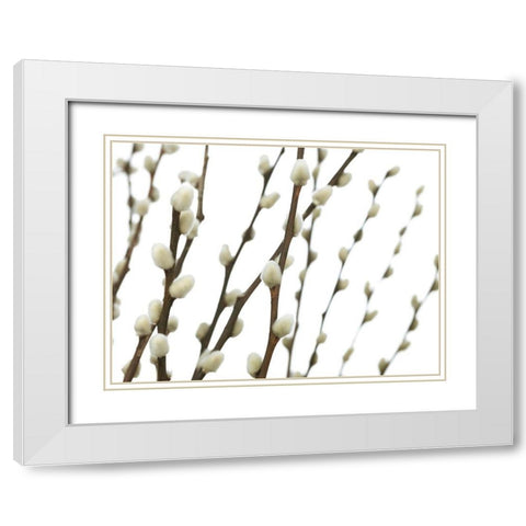 Pussy willow White Modern Wood Framed Art Print with Double Matting by Frank, Assaf