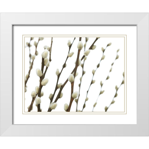 Pussy willow White Modern Wood Framed Art Print with Double Matting by Frank, Assaf