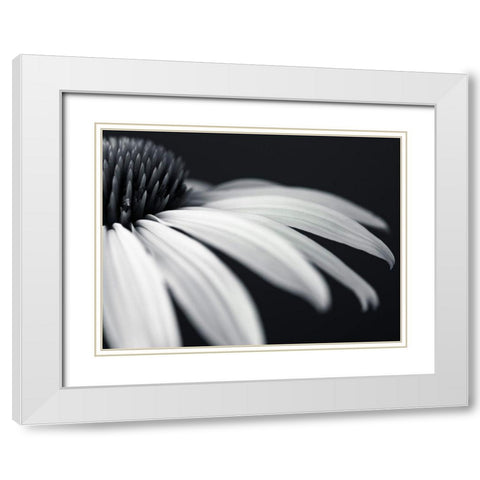 Coneflower White Modern Wood Framed Art Print with Double Matting by Frank, Assaf