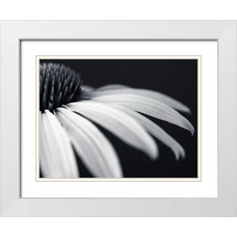 Coneflower White Modern Wood Framed Art Print with Double Matting by Frank, Assaf