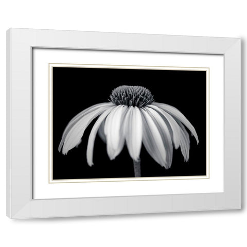 Coneflower White Modern Wood Framed Art Print with Double Matting by Frank, Assaf