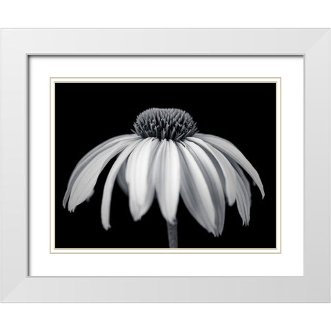 Coneflower White Modern Wood Framed Art Print with Double Matting by Frank, Assaf
