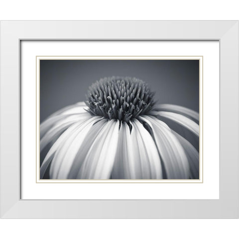 Coneflower White Modern Wood Framed Art Print with Double Matting by Frank, Assaf
