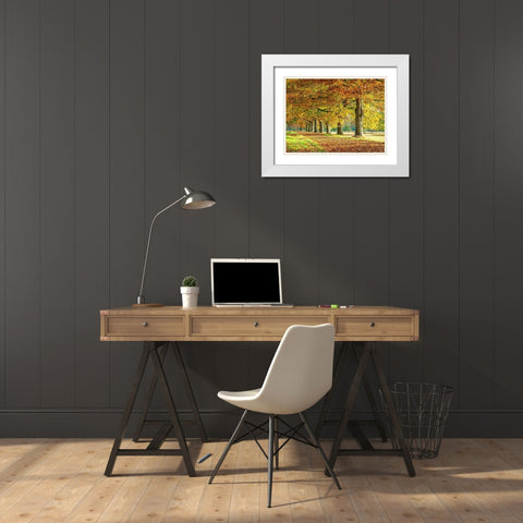 Row of trees in autumn White Modern Wood Framed Art Print with Double Matting by Frank, Assaf