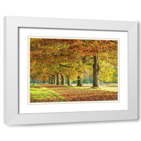 Row of trees in autumn White Modern Wood Framed Art Print with Double Matting by Frank, Assaf
